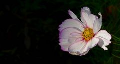 Garden Cosmos