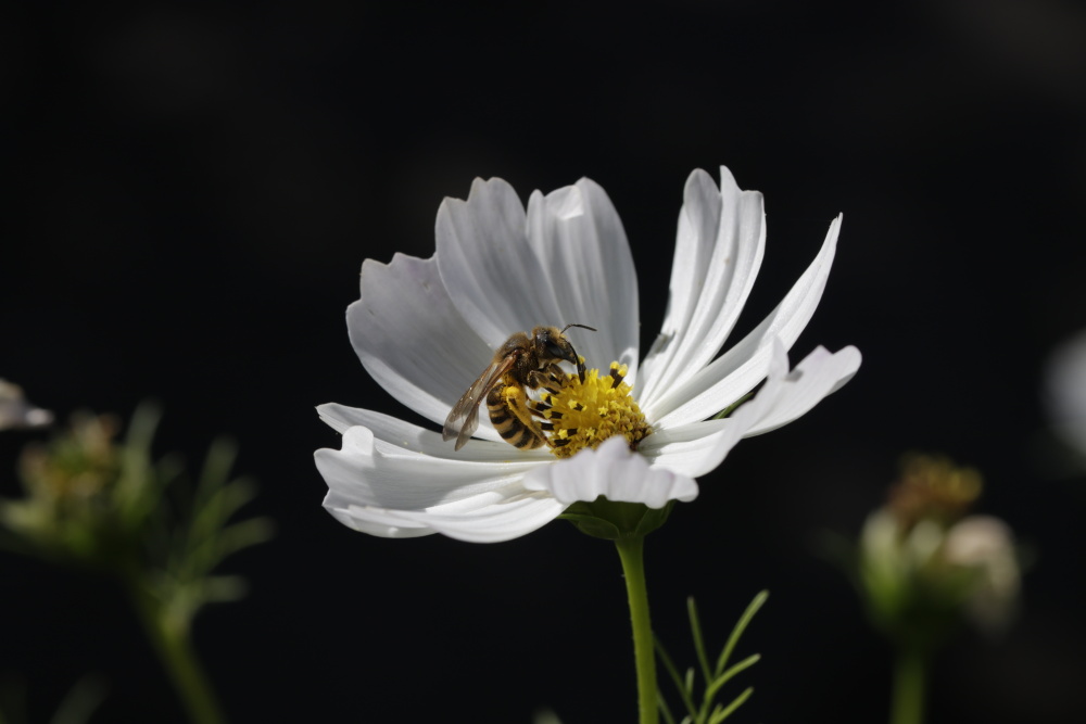 Garden Cosmos with an insect (Cosmos bipinnatus)