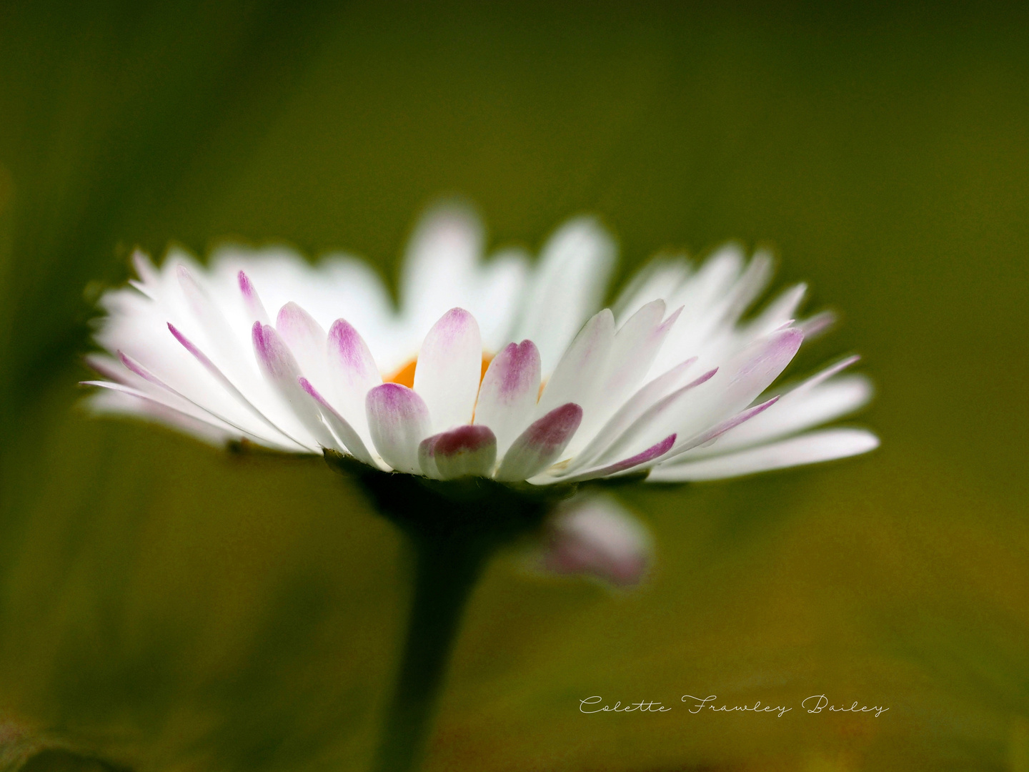 Garden Daisy P3130881