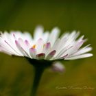 Garden Daisy P3130881