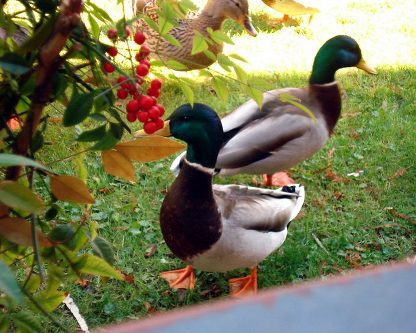 Garden Ducks