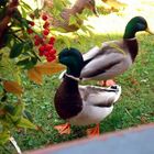 Garden Ducks