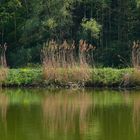 Garden Edens Mirror