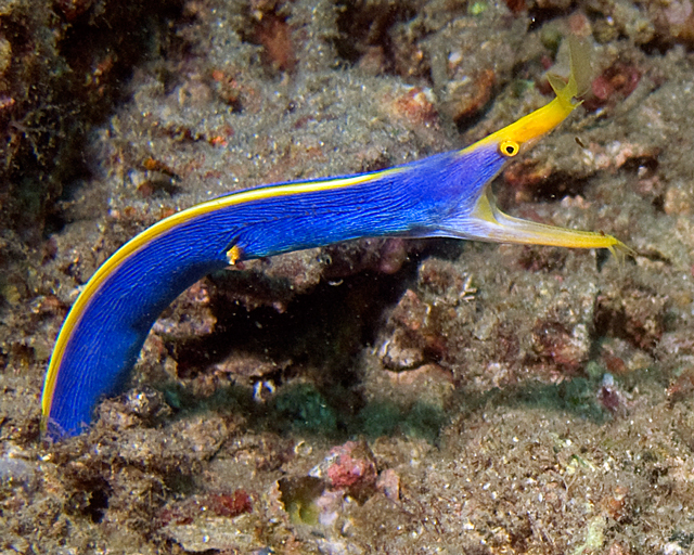 Garden eel