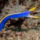 Garden eel