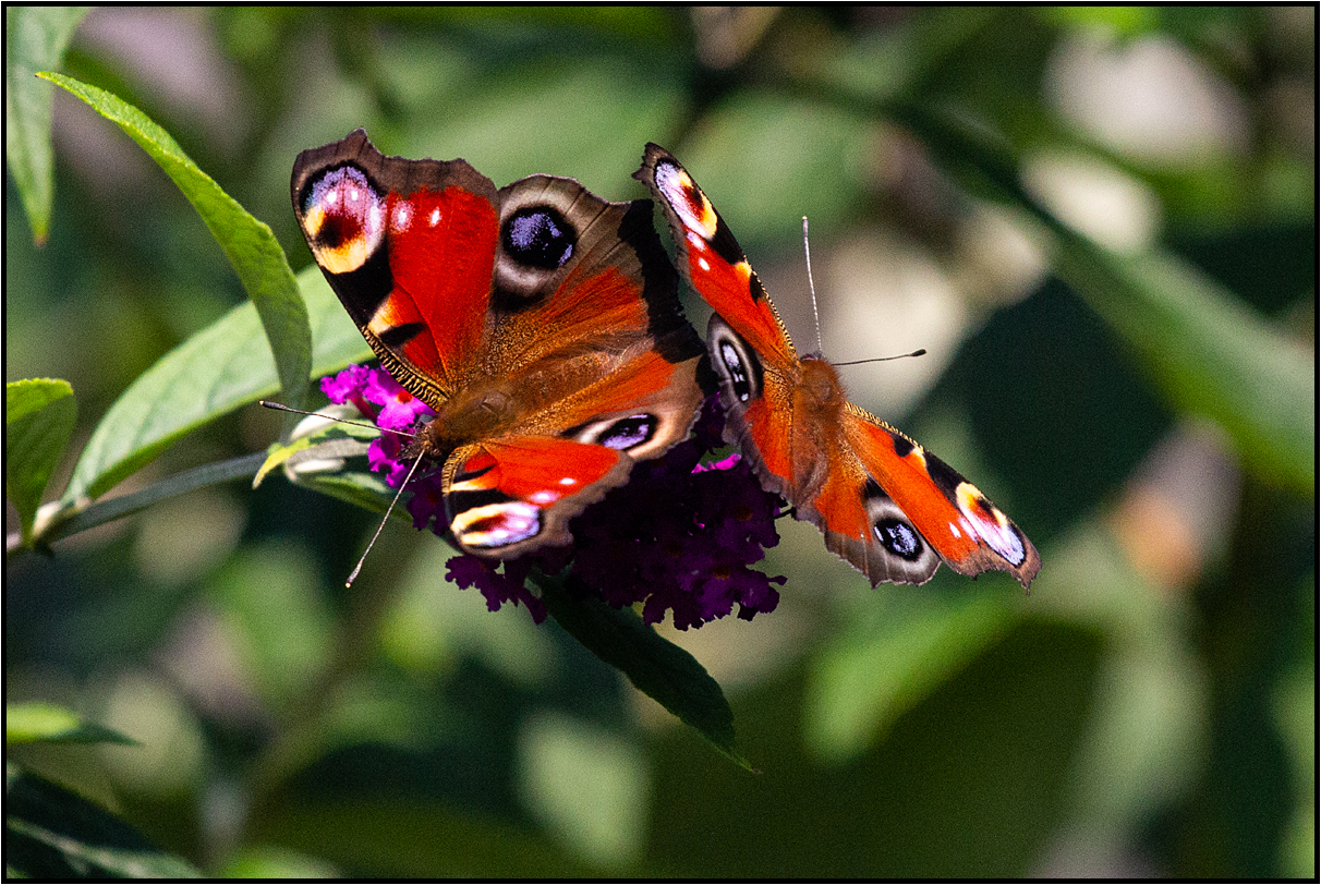 garden encounter 2