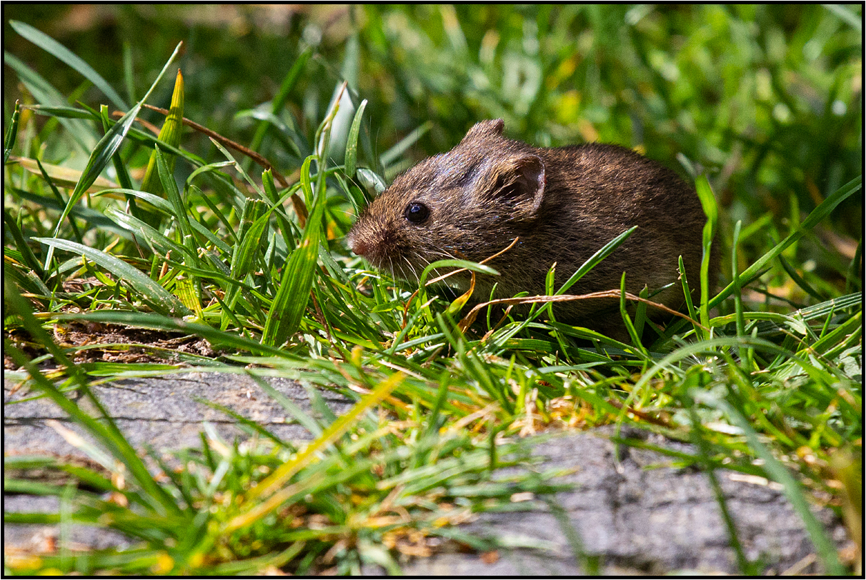 garden encounter