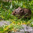 garden encounter