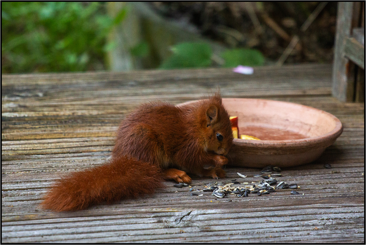 garden encounter 3