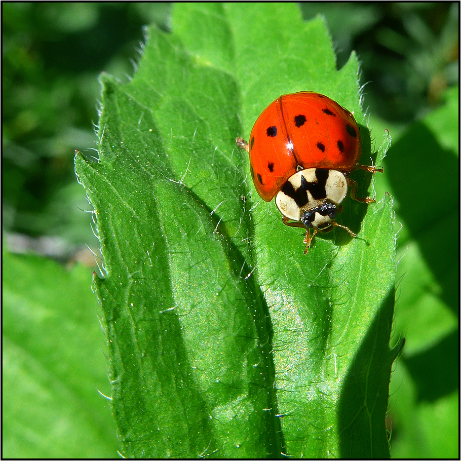 garden feelings II