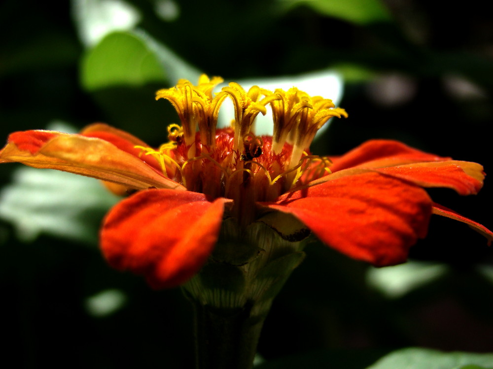 Garden flower