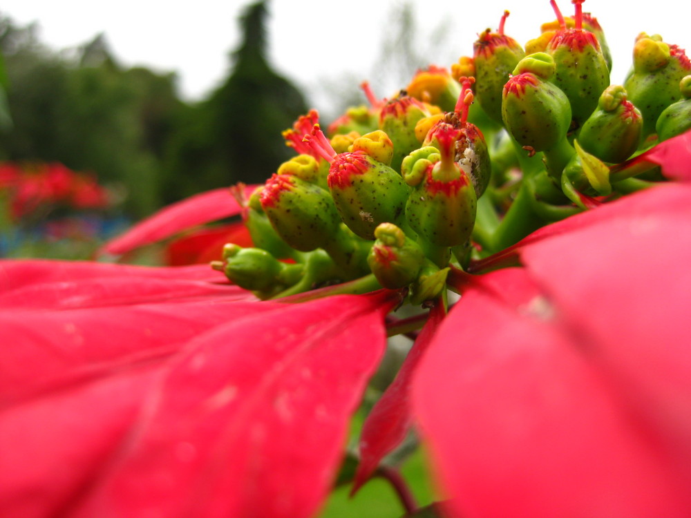 Garden flower