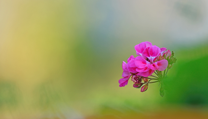 Garden Flower