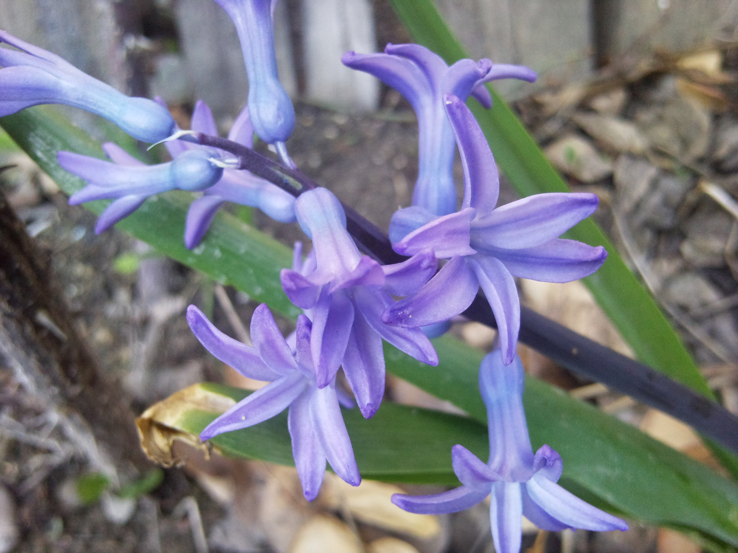 Garden Flowers 2