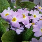 Garden Flowers