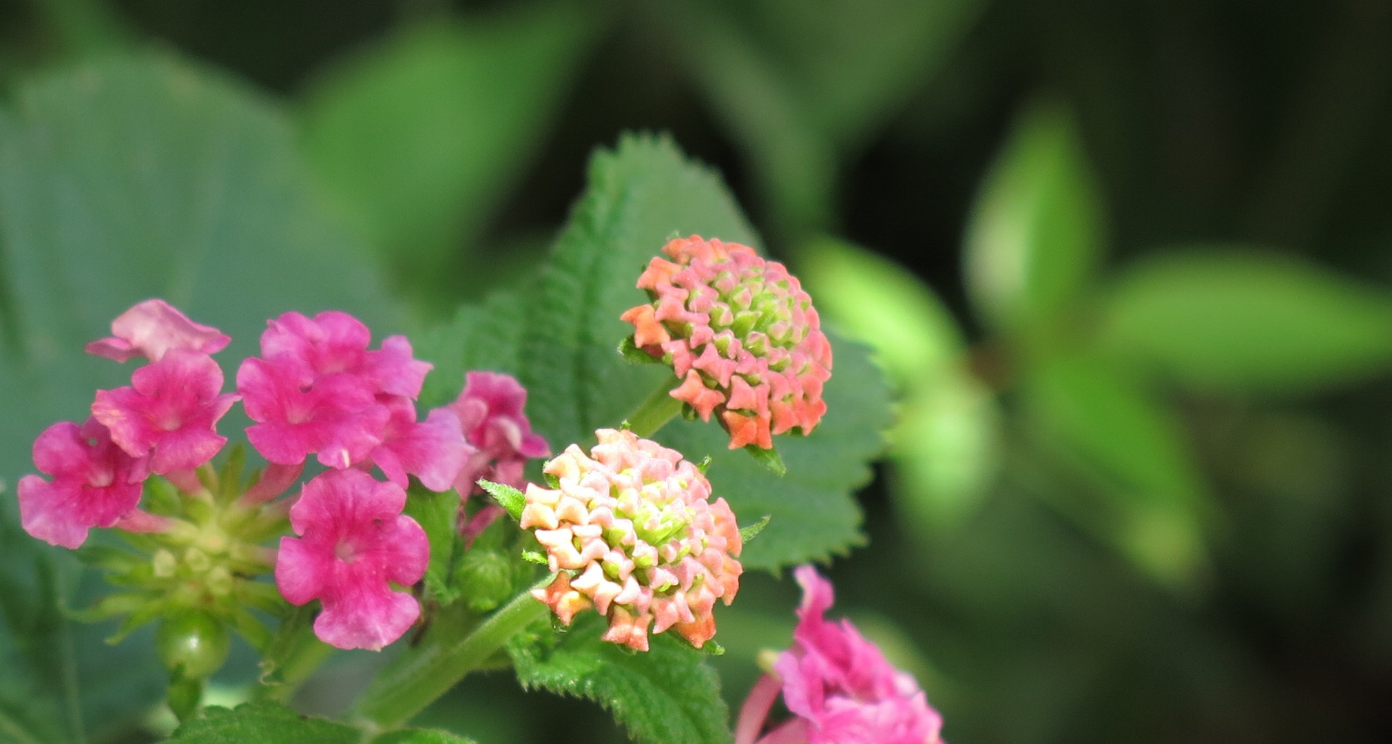 Garden Flowers