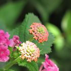 Garden Flowers