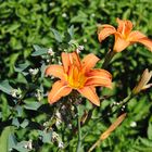 Garden Flowers