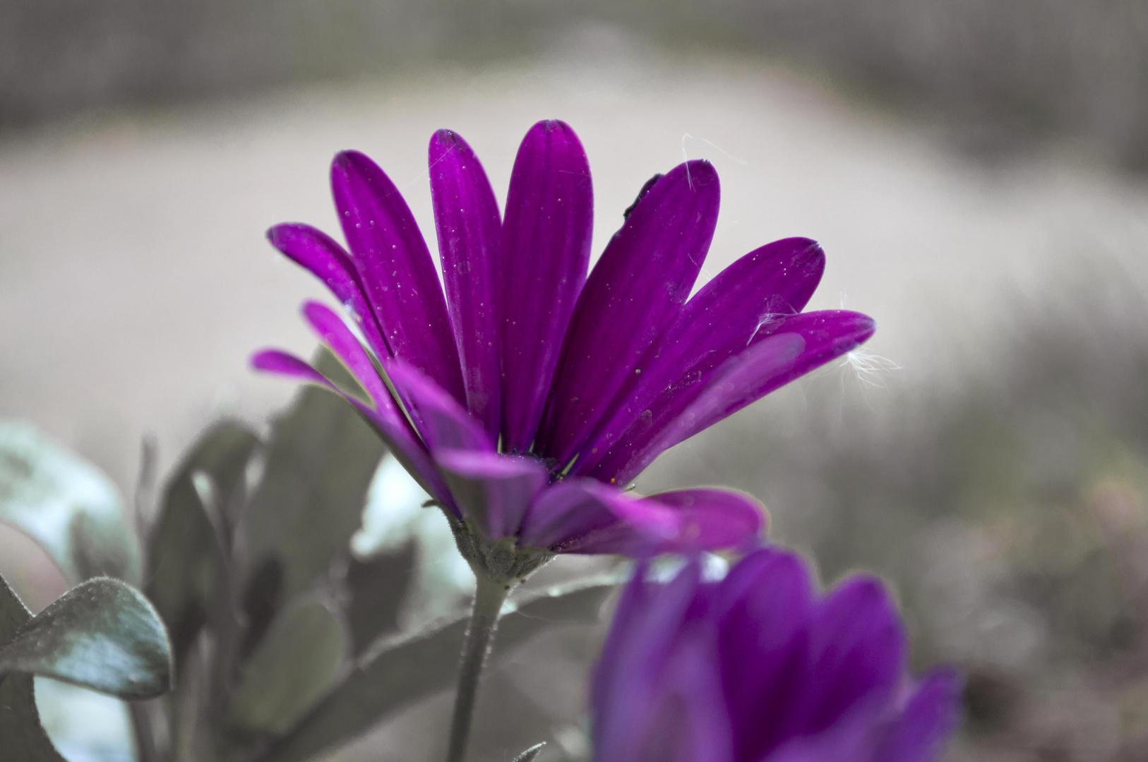 Garden Flowers at a rainy day