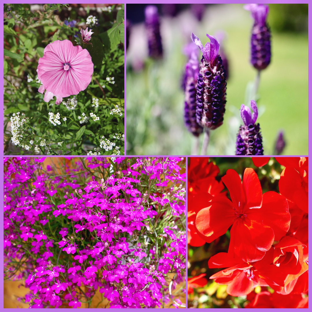 garden flowers