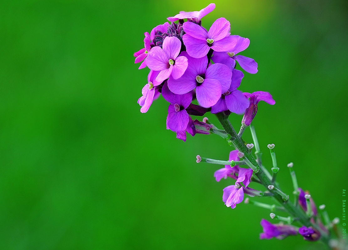 Garden Flowers