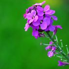 Garden Flowers