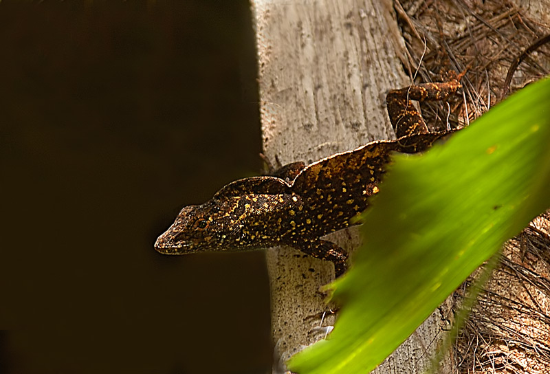 Garden Gecko