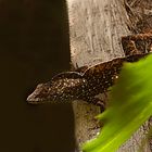 Garden Gecko