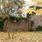 Garden in autumn