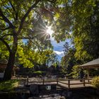 garden in the sun