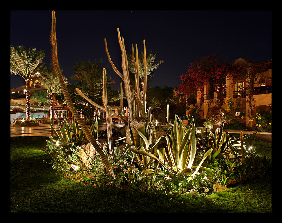 Garden @ Night