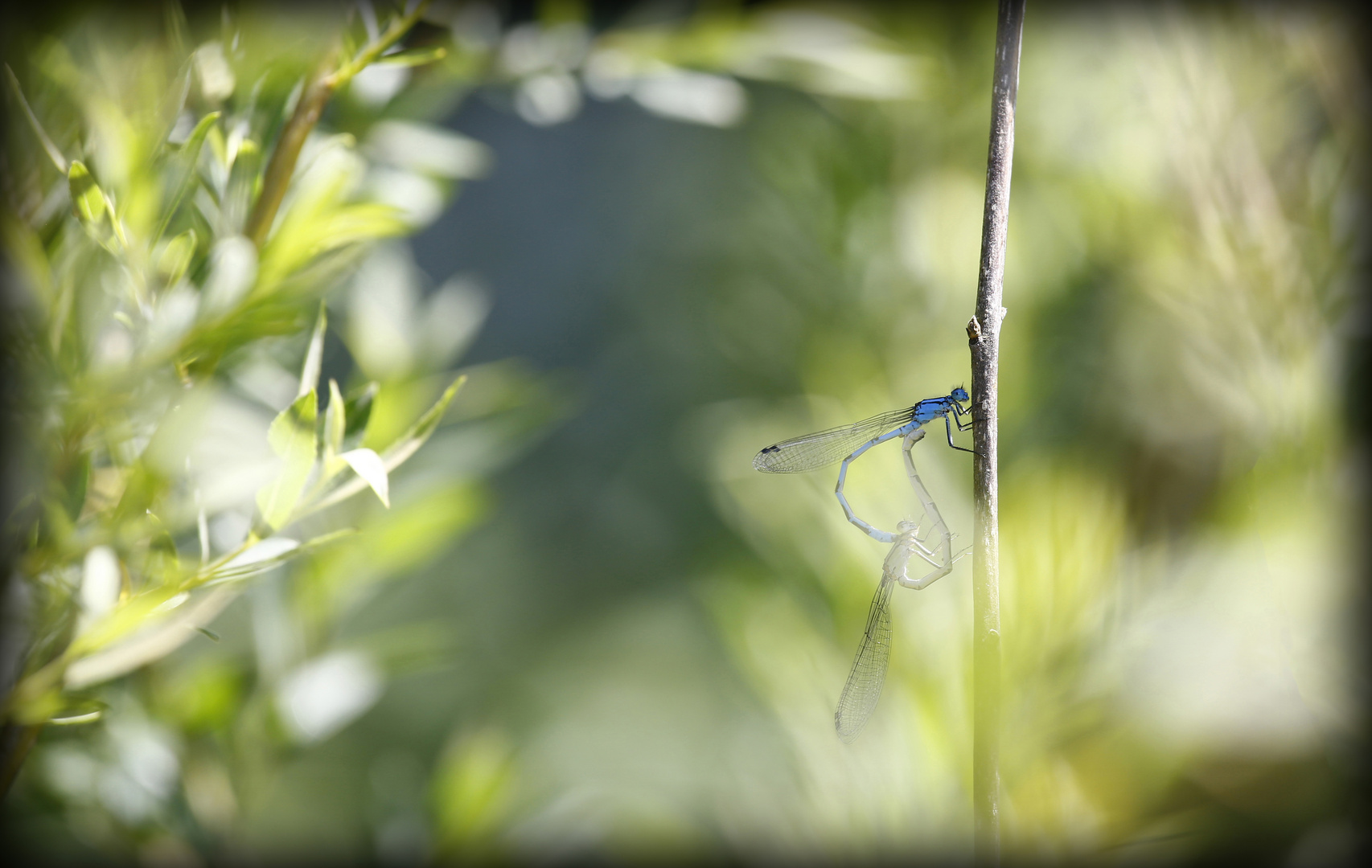 Garden Of Eden Foto Bild Mai Outdoor Grun Bilder Auf