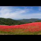 Garden of plateau