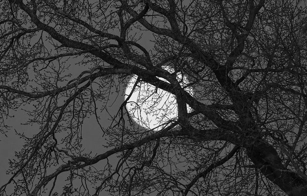 Garden of Remembrance *