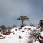 Garden of the Gods