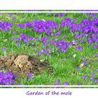 Garden of the mole