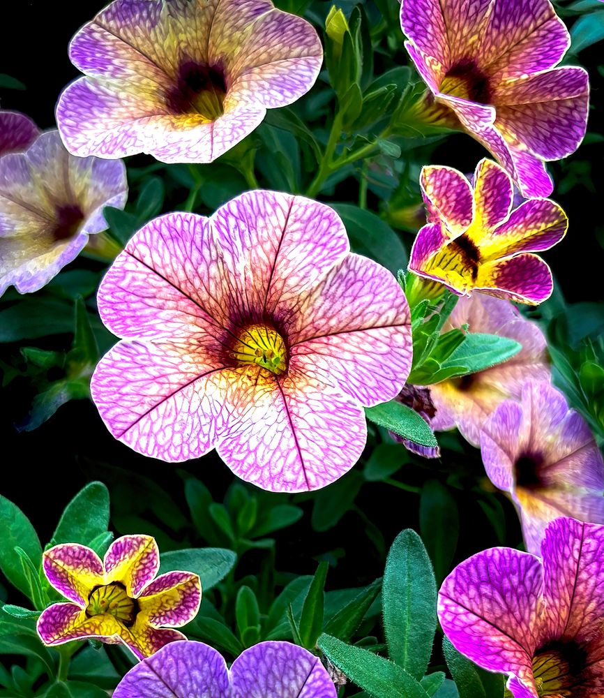 Garden Petunias