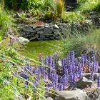 Garden Pond