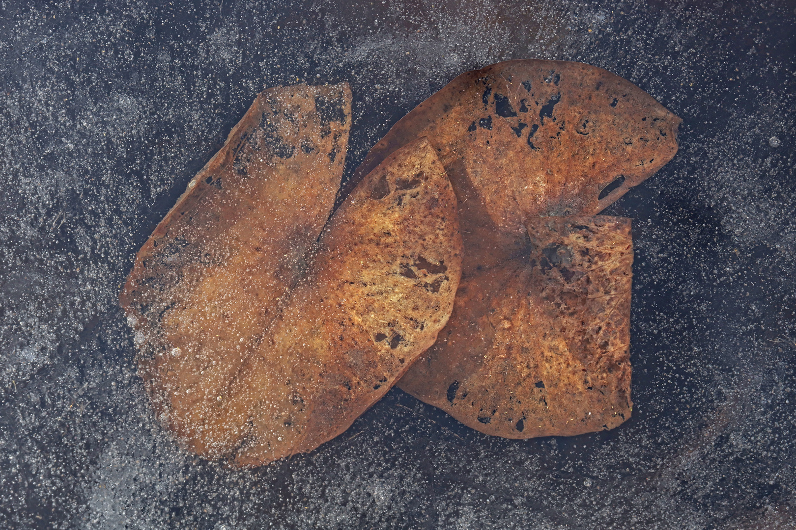 Garden pond leaves in melting ice