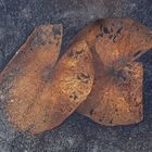 Garden pond leaves in melting ice