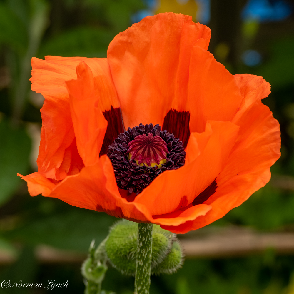 Garden Poppy