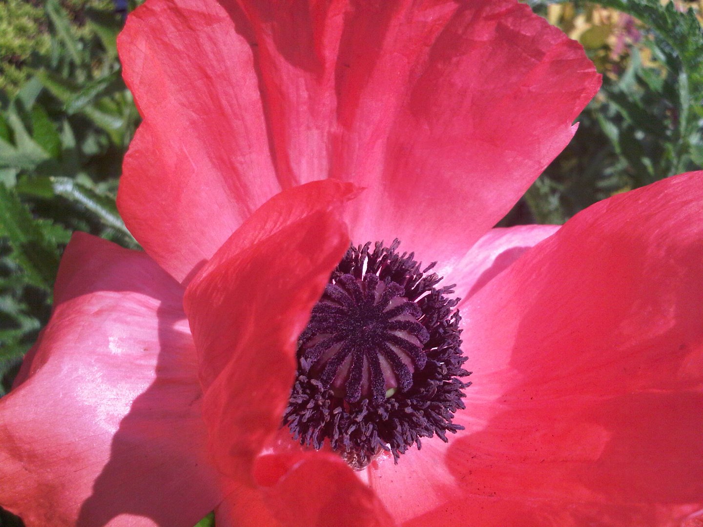 Garden Poppy