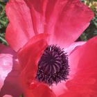 Garden Poppy