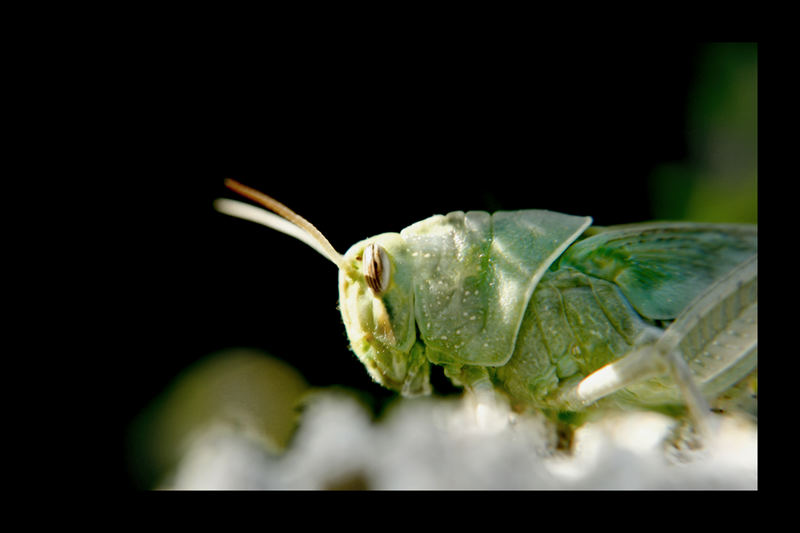 Garden Resident