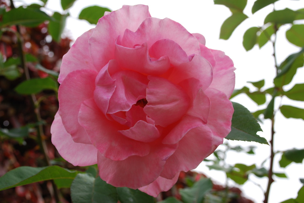 Garden Rose