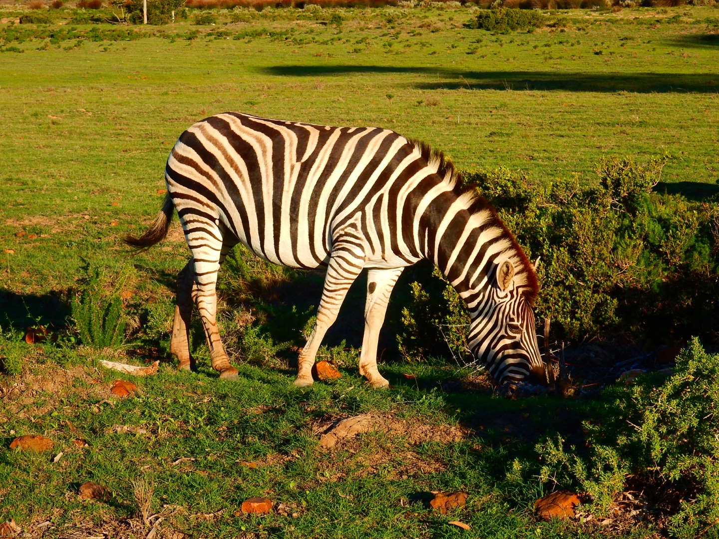 Garden Route Game Reserve