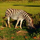 Garden Route Game Reserve