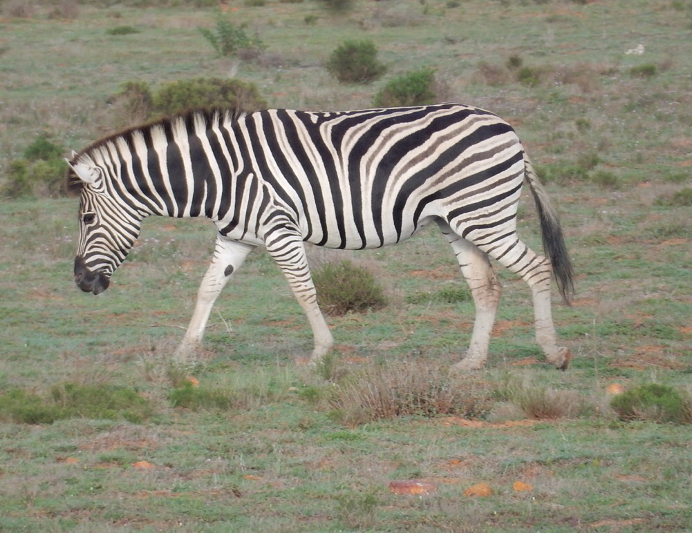 Garden Route Game Reserve