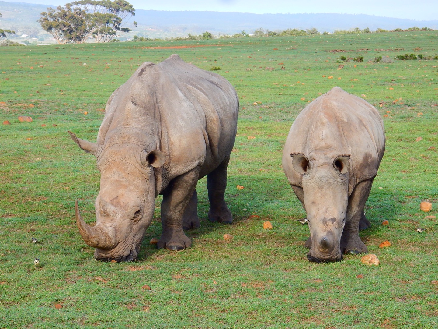 Garden Route Game Reserve