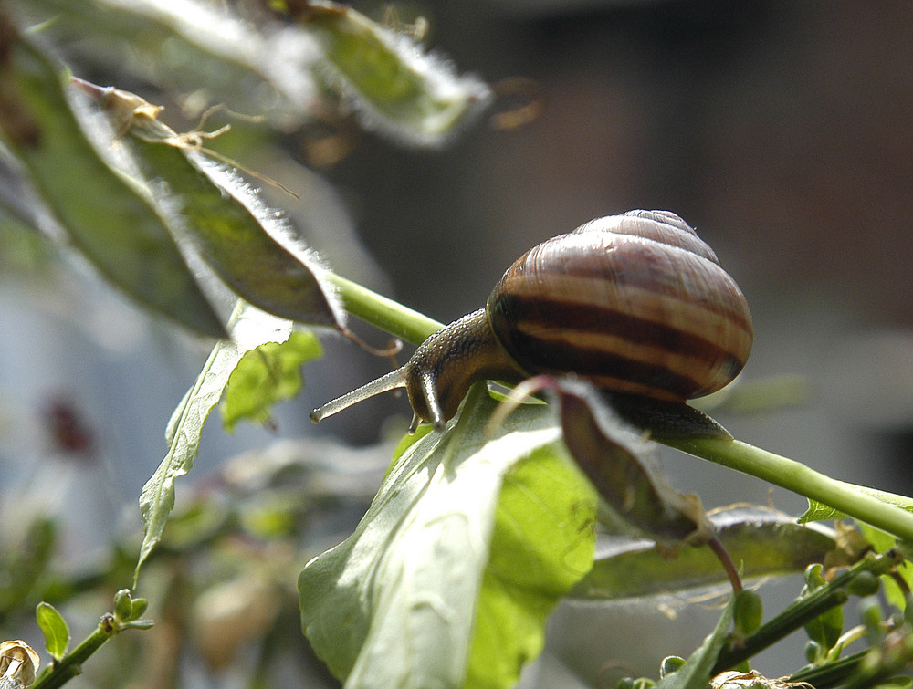 garden snail